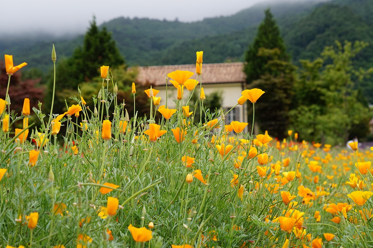吸烟与癌症的关系 