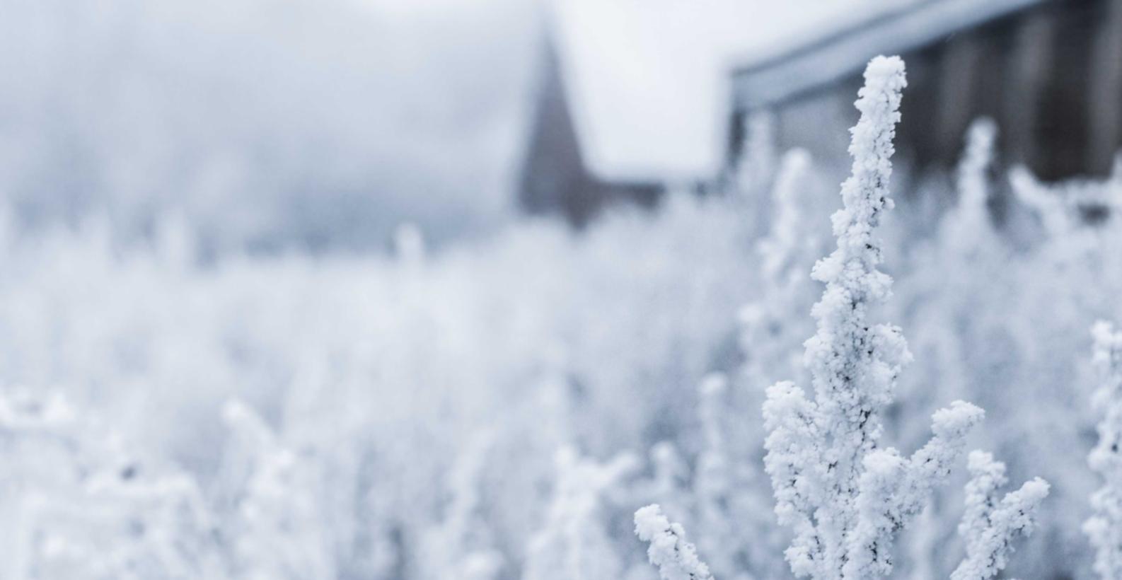 白金爱喜指南针冰：花盆网上购买平台